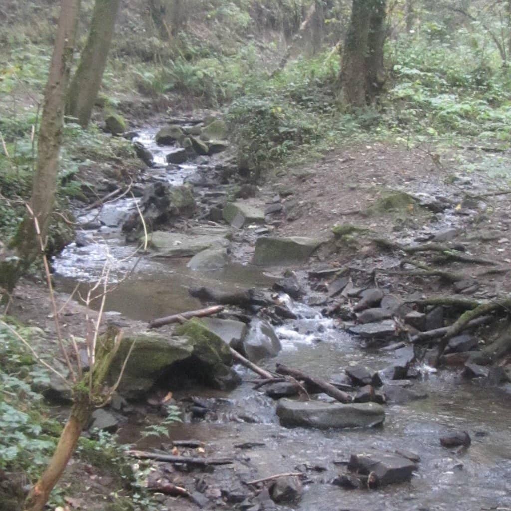 Woodland Trails