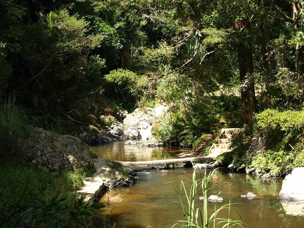Native Bush Walk