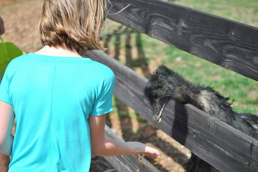 Friendly Camel Encounters