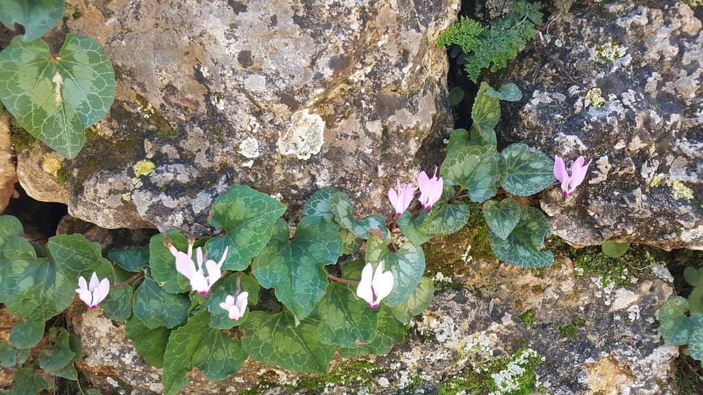 Ancient Agricultural Terraces