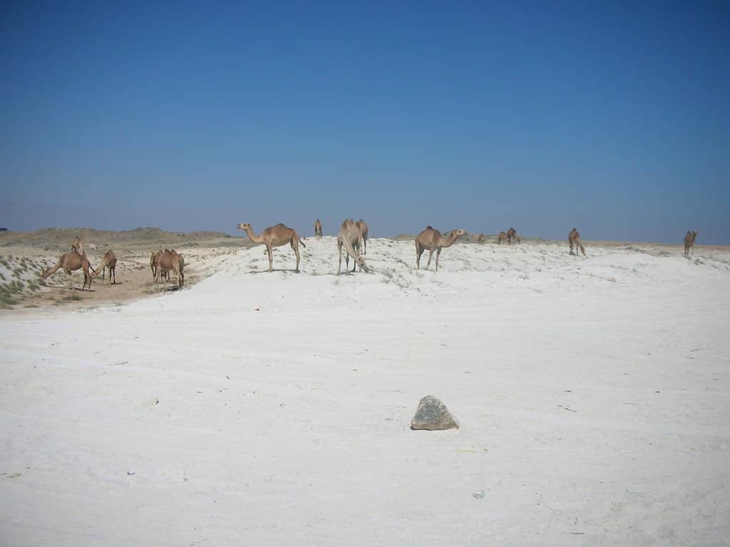 Battle of Mirbat 1972 Memorial