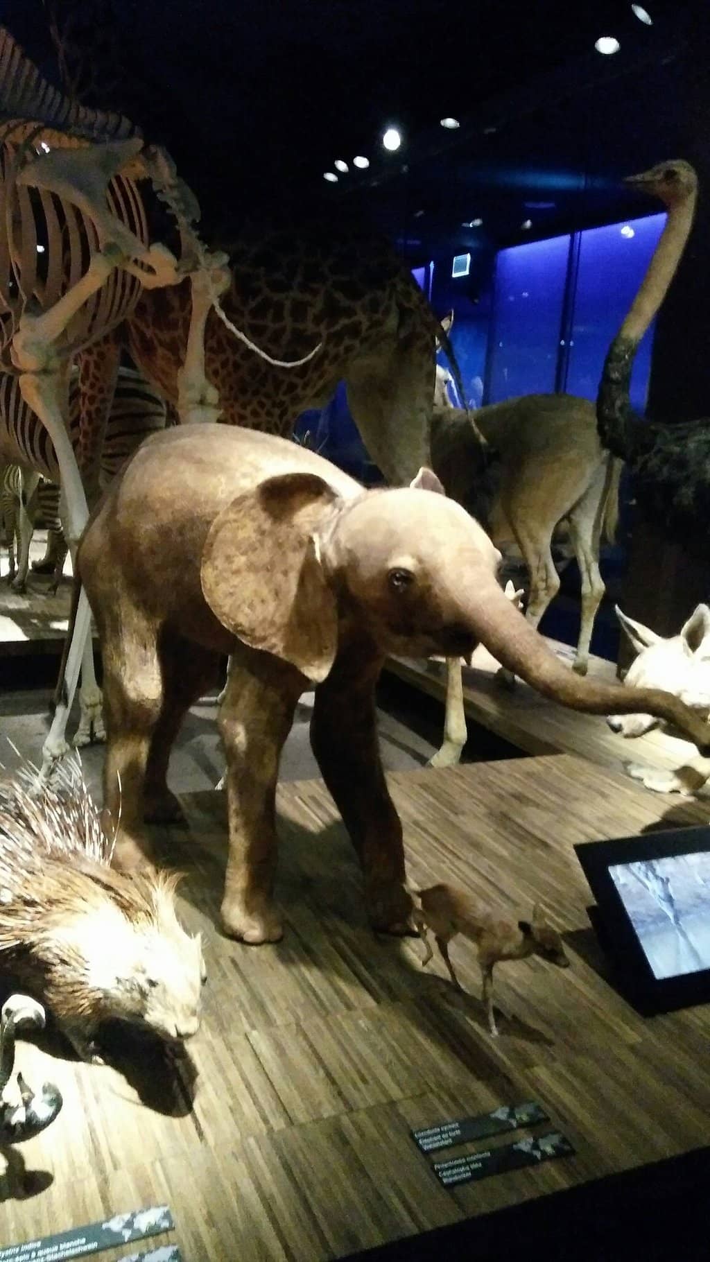 Interactive Bird Section