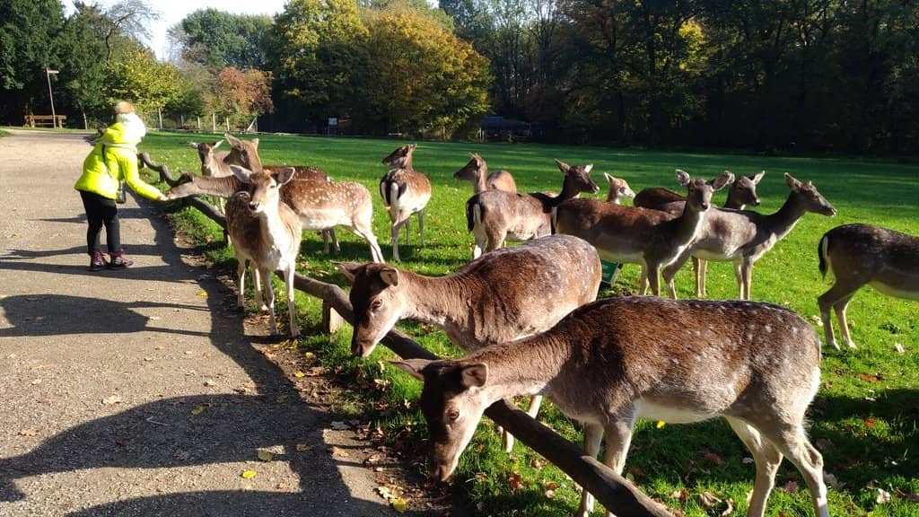Peaceful Forest Trails