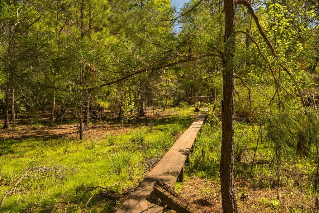Boardwalks Through Wetlands