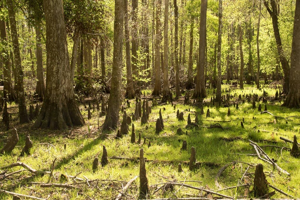 Gopher Tortoise Habitats
