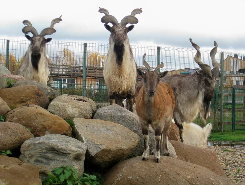 Graceful Capybaras