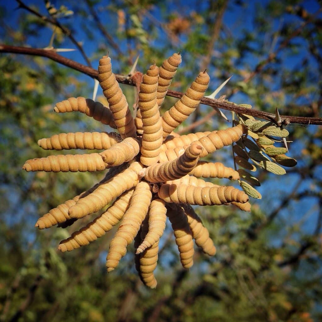 Bird Watching Opportunities