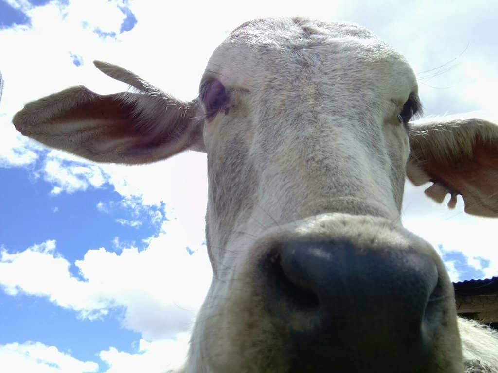 Gaushala (Cow Sanctuary)