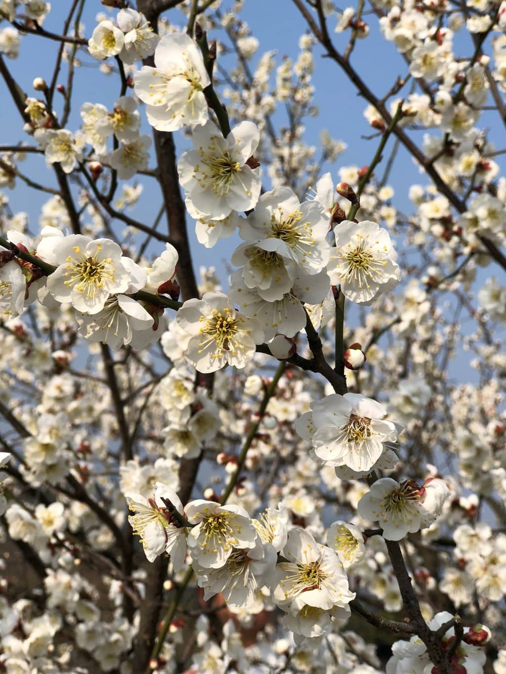 Ancient Architecture