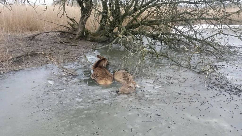 Scenic Walking and Cycling Trails