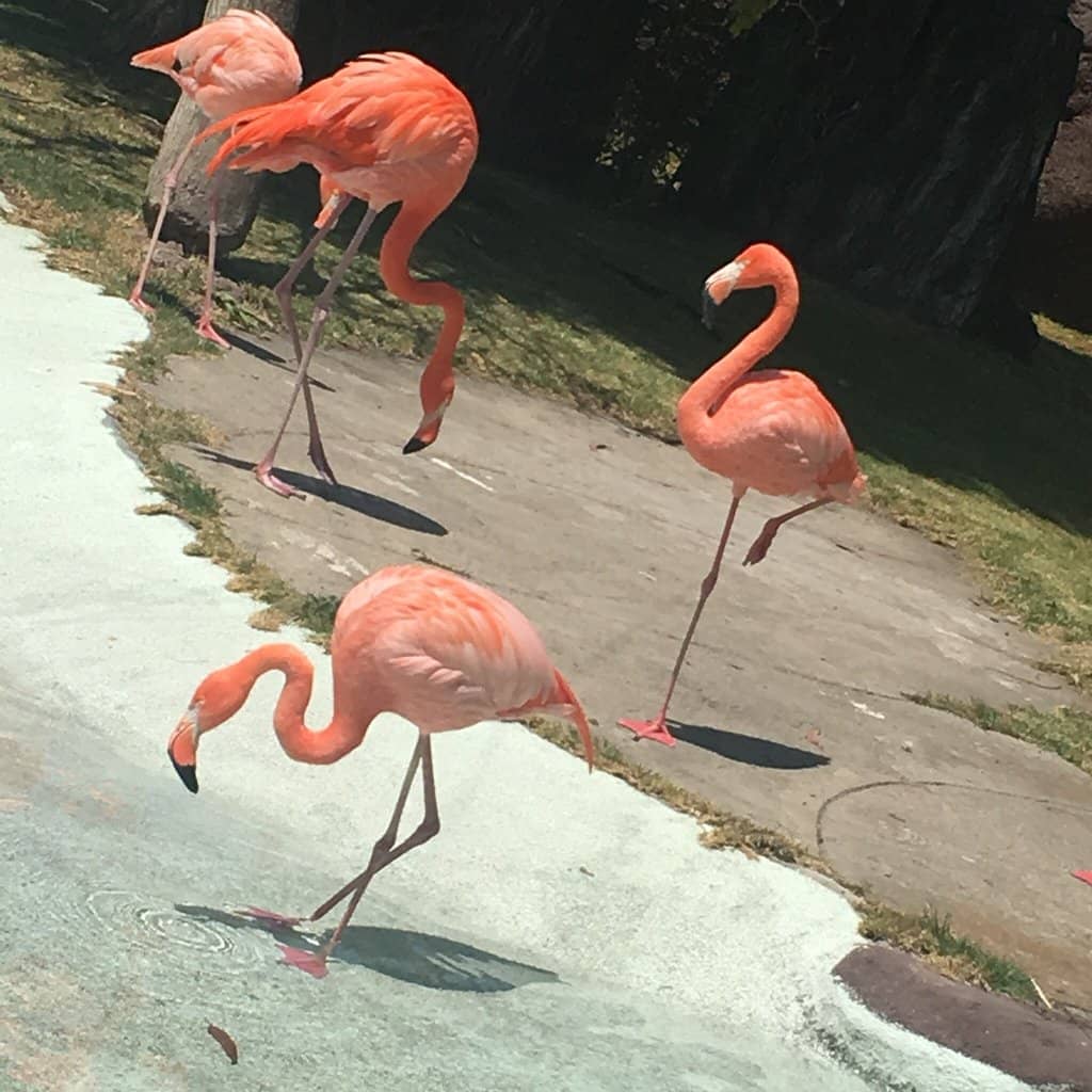 Interconnected Animal Habitats