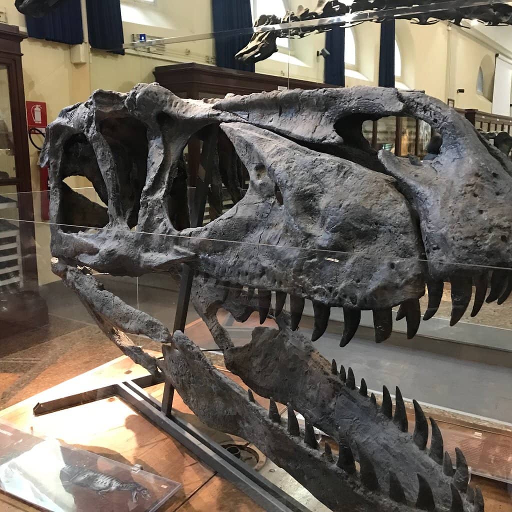 Diplodocus Skeleton