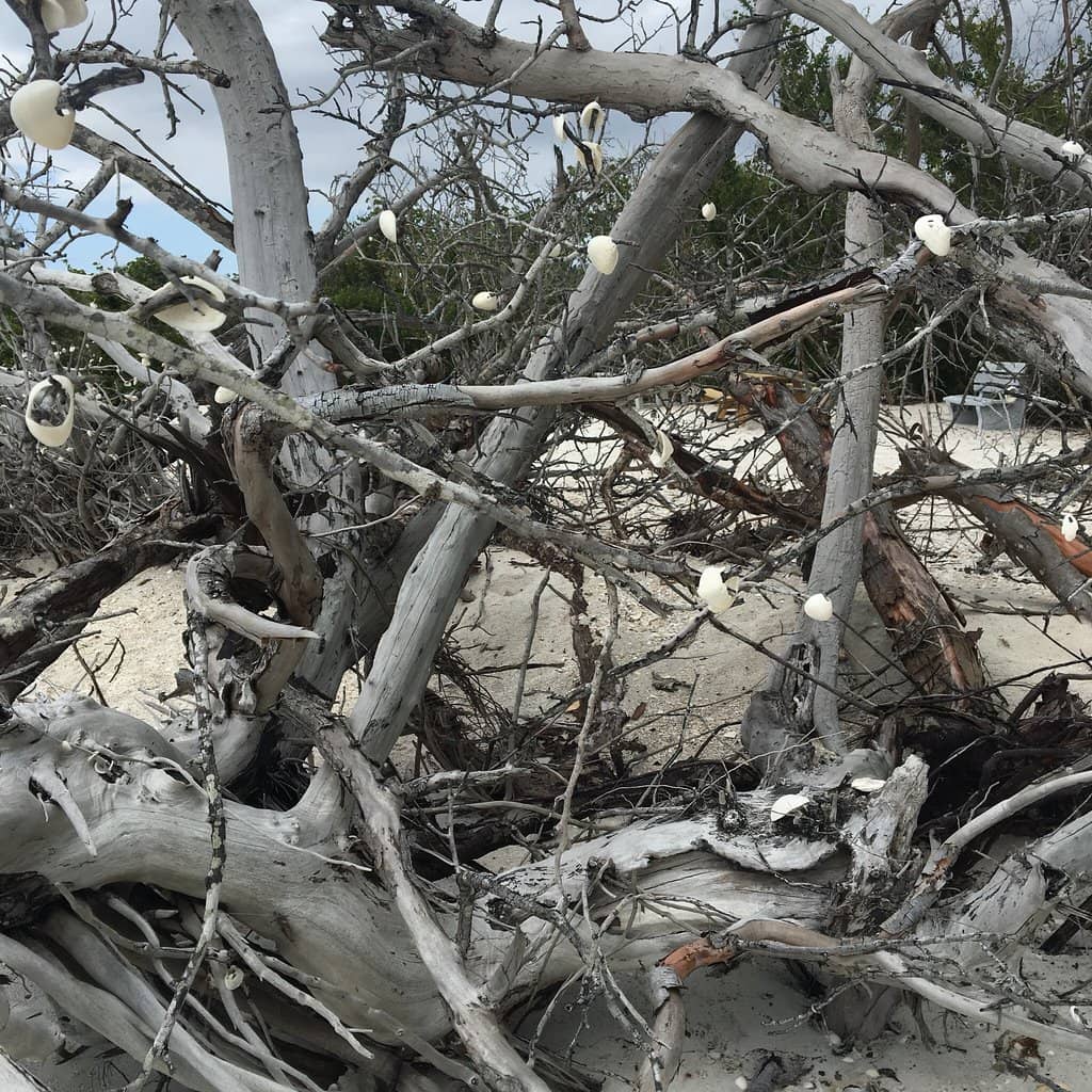 Shelling Paradise