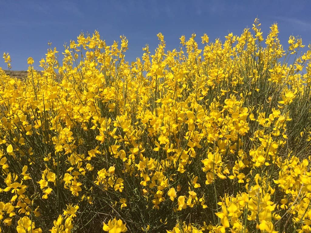 Diverse Flora and Fauna