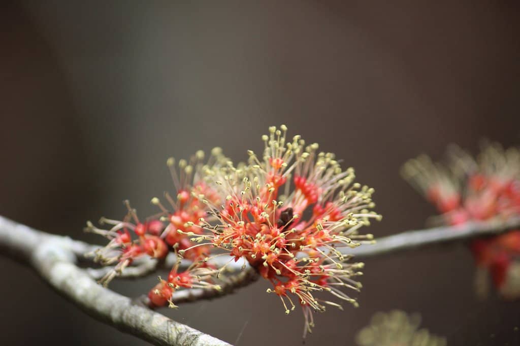 Wild Horse Sightings