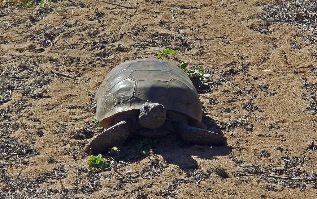 Kid-Friendly Trails & Playground