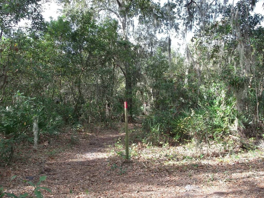 Scenic Palm Tree Trails