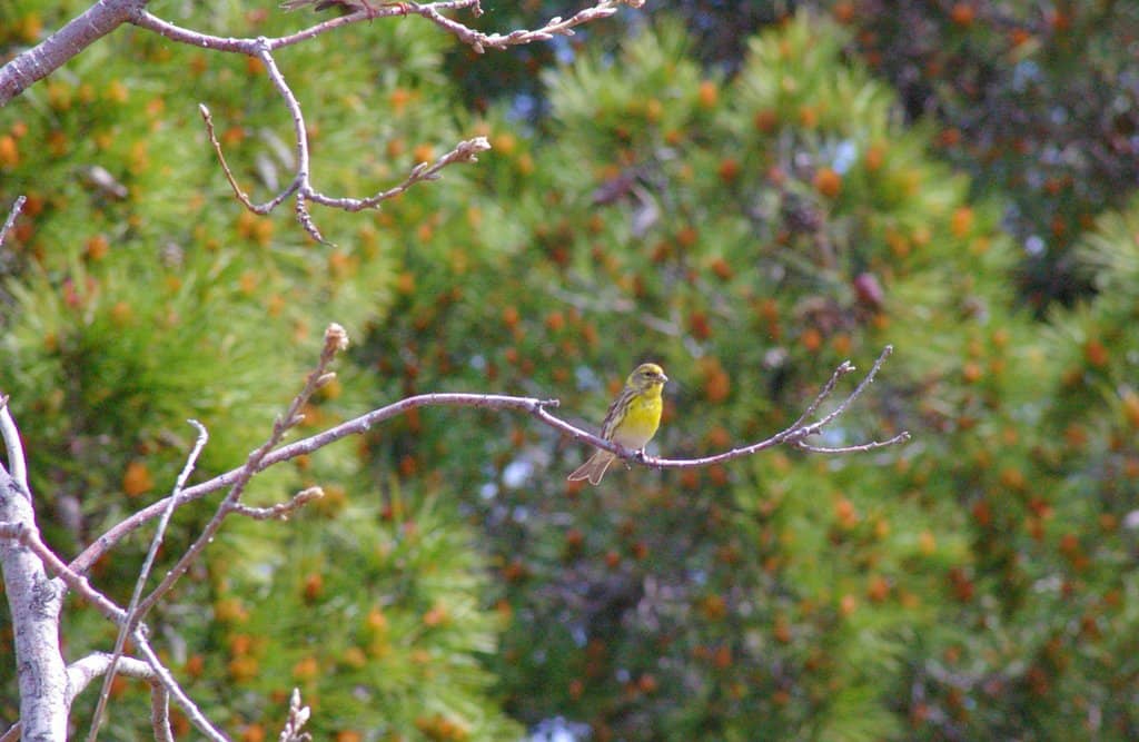 Local Flora Showcase