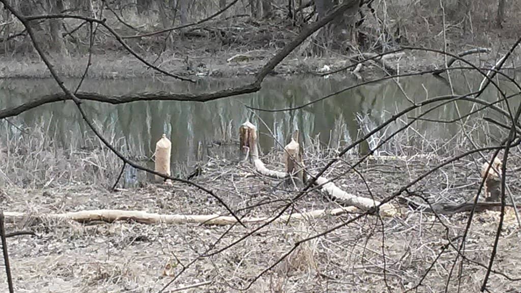 Bird Creek Trail