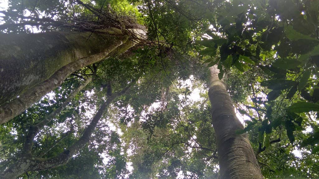 Ecological Trails