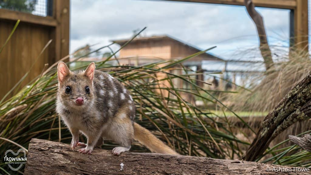 Wombat Encounters