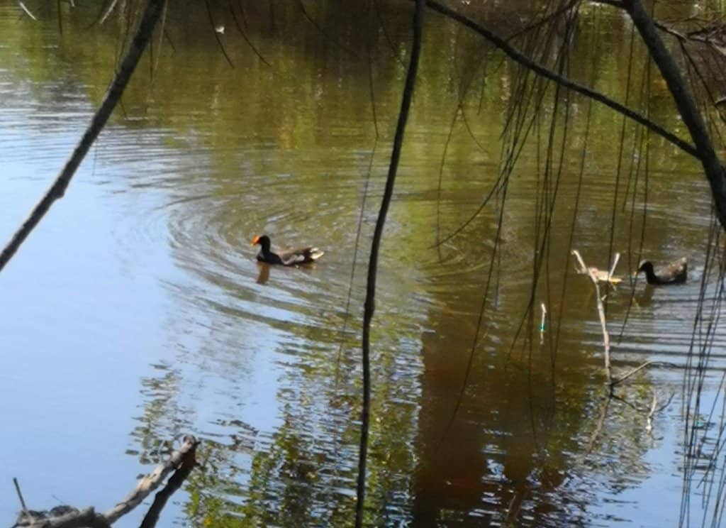 Abundant Birdlife