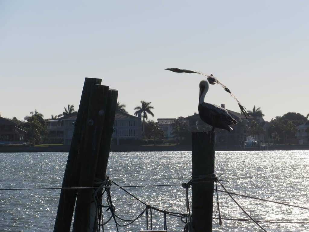 Sunset Dolphin Cruises