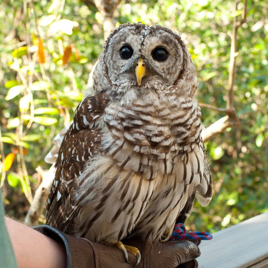 Bird Release Sightings