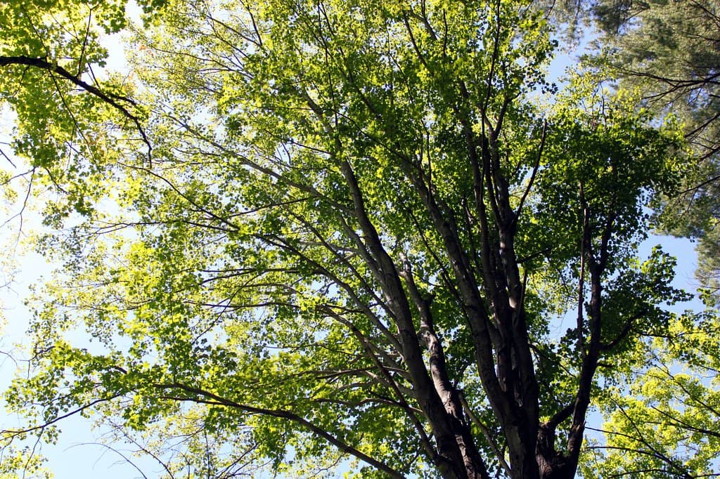 Vertical photo