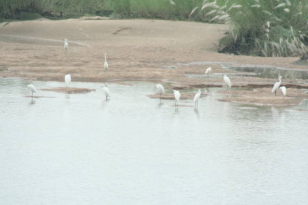 Cauvery River Flow