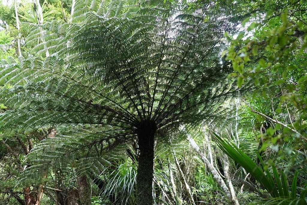 Cascading Kitekite Falls