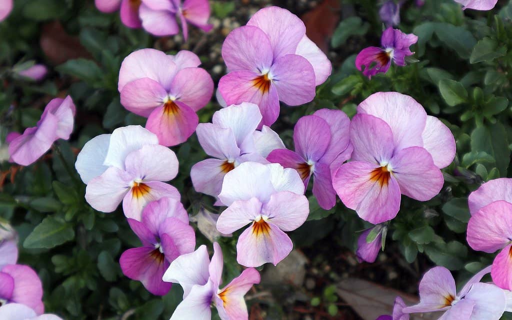 Seasonal Flower Displays