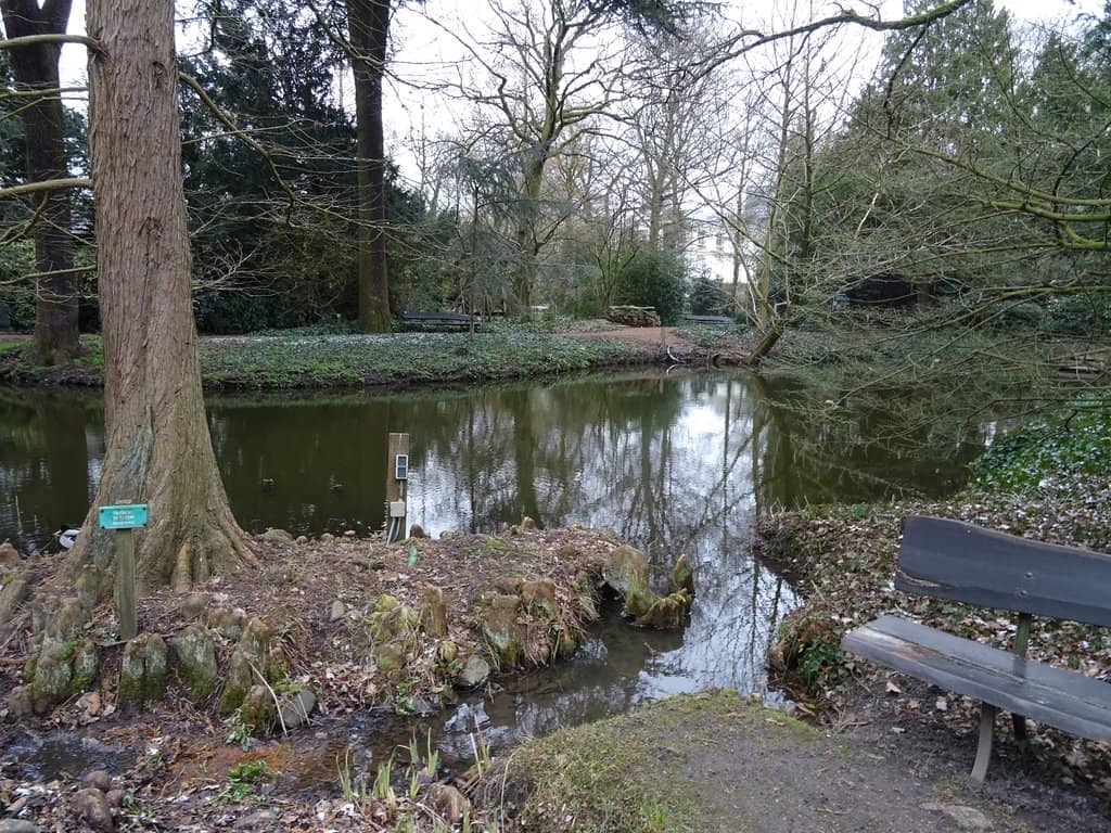 Carp-Filled Ponds