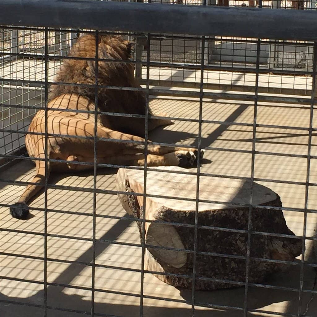 Diverse Animal Collection