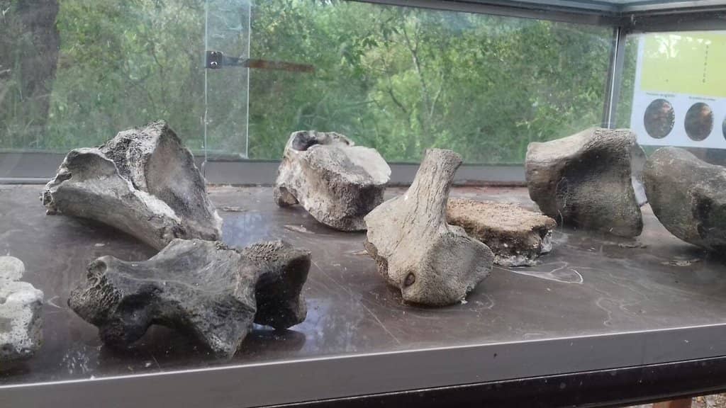 Dinosaur Fossils & Replicas