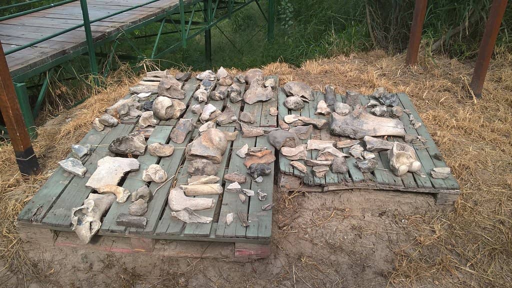 Birdwatching Paradise