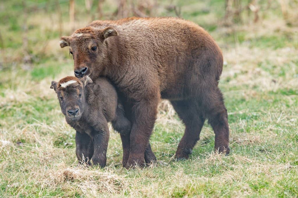 Truck Safari Adventure