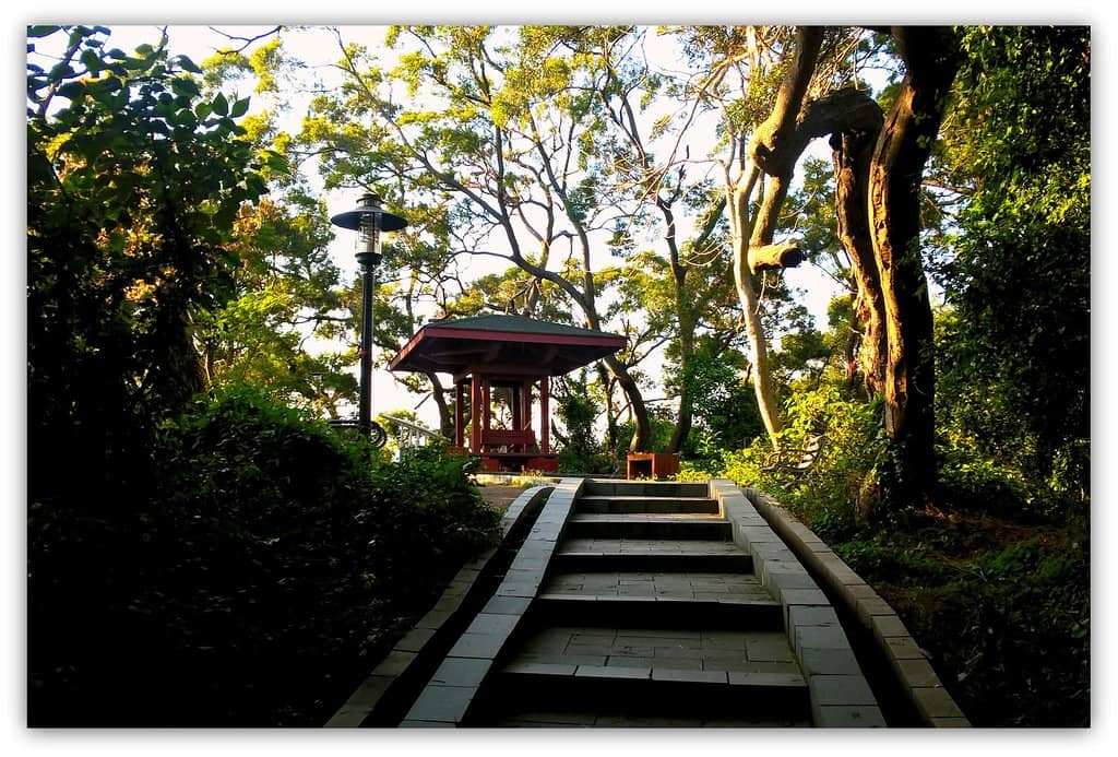 Lush Forest Trails