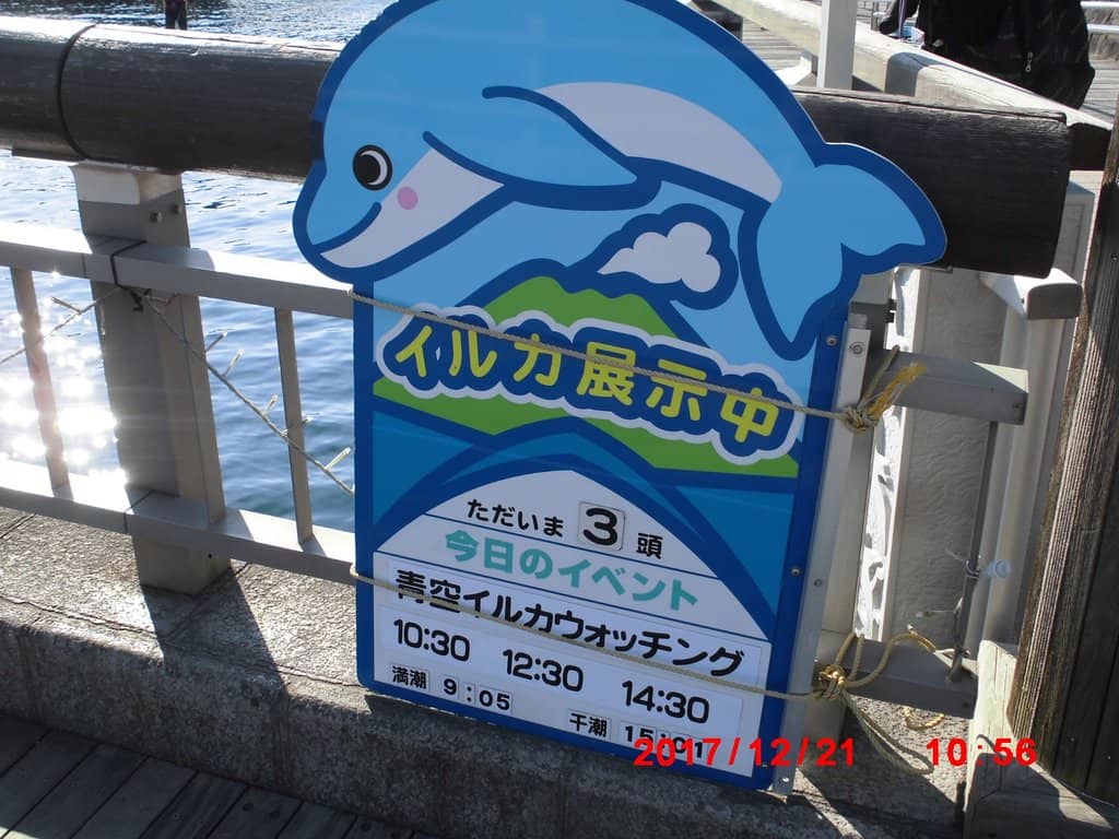 Vibrant Marine Life