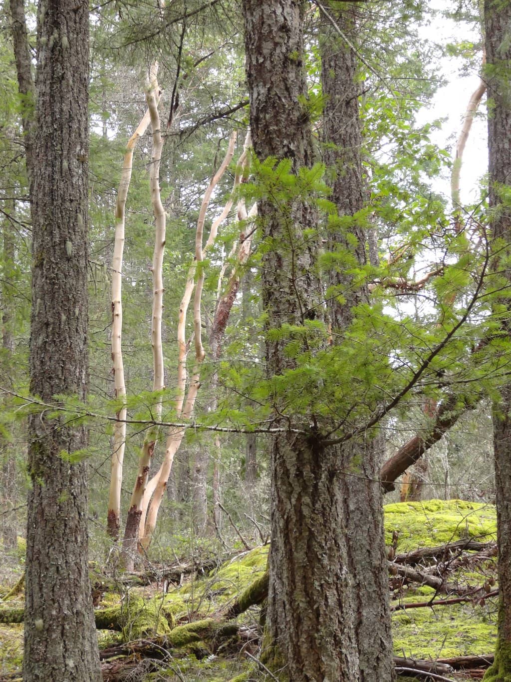 Lakeside Trails