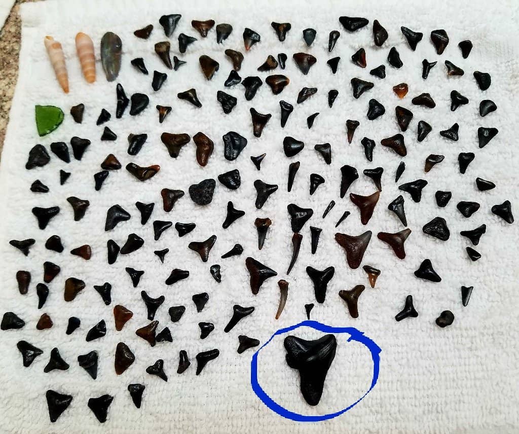 Peaceful Gulf Coast Vibes