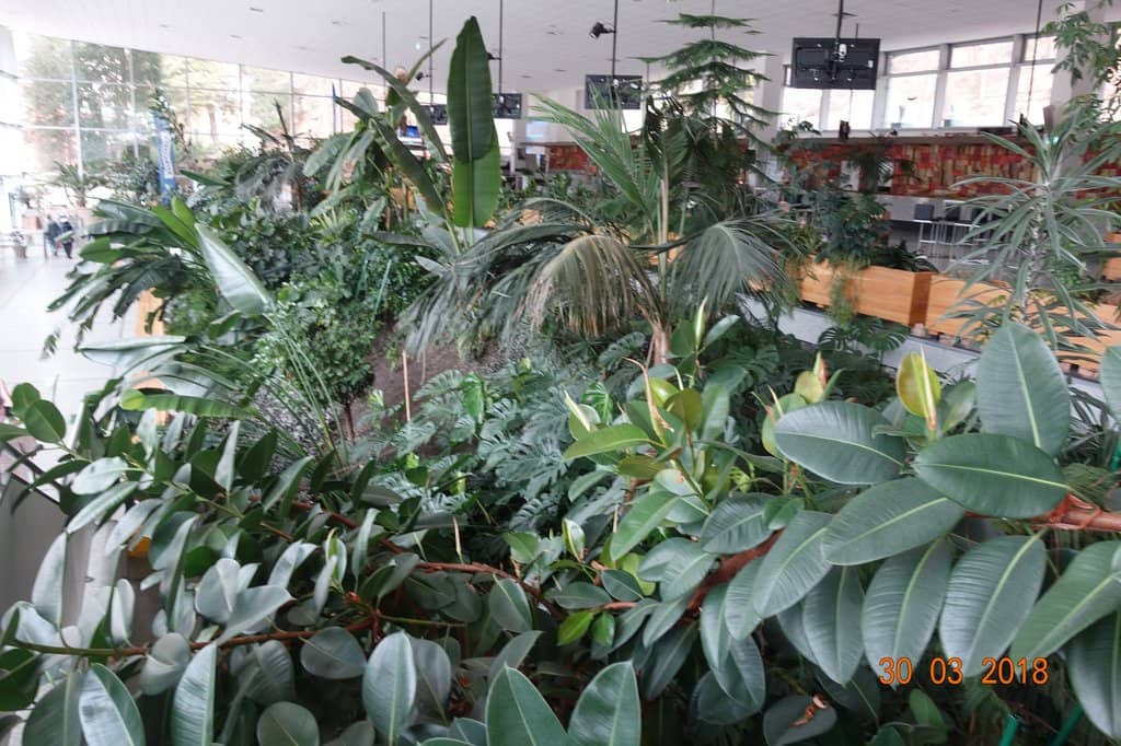 Orchestral Performances