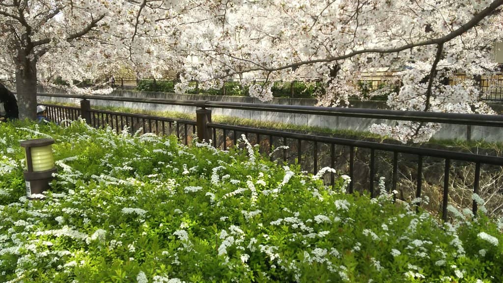 Canal Landscape with Blossoms