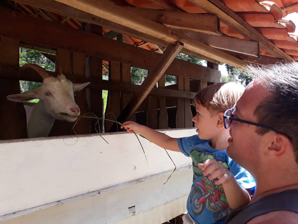 Farm Animals
