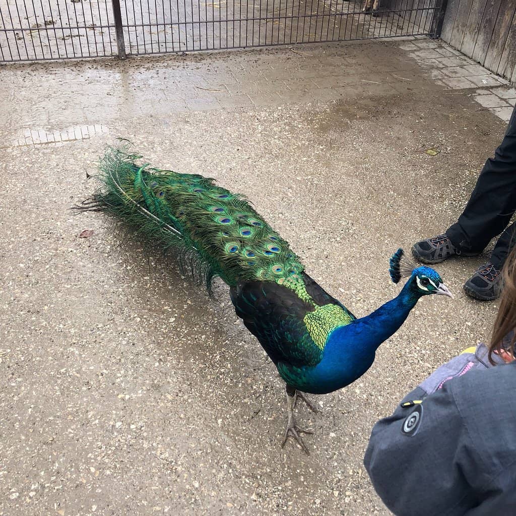Reptile House