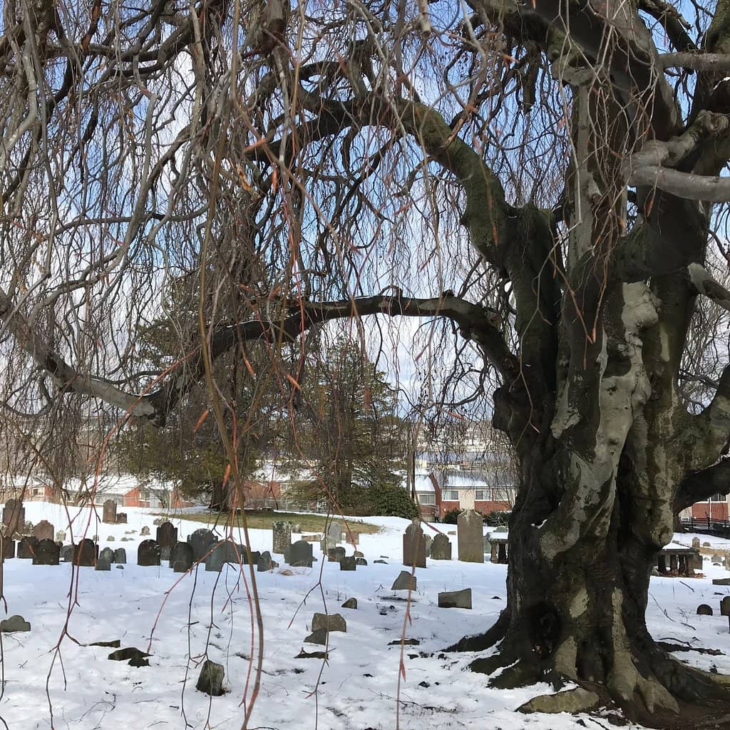 The Weeping Beech Tree