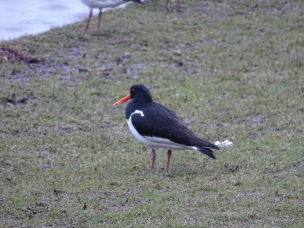 Native Plant Gardens