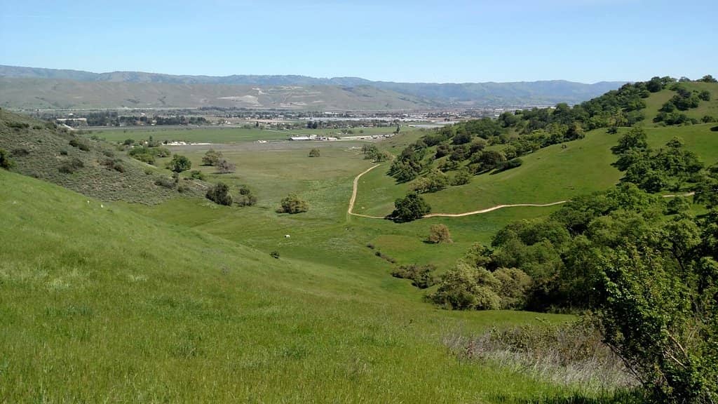 Wildflower Wonderland