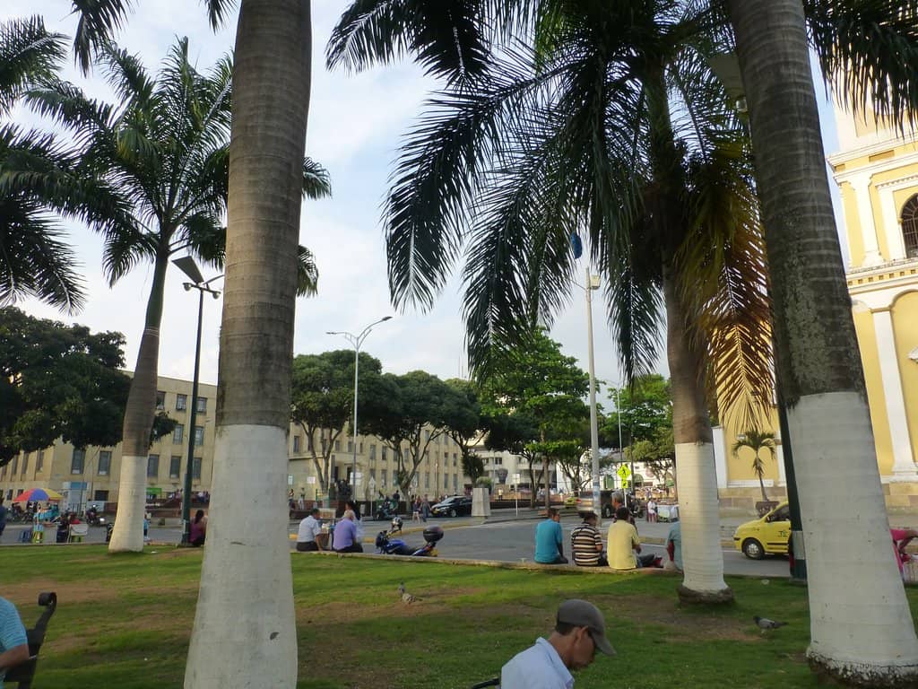 Iconic Palm Trees