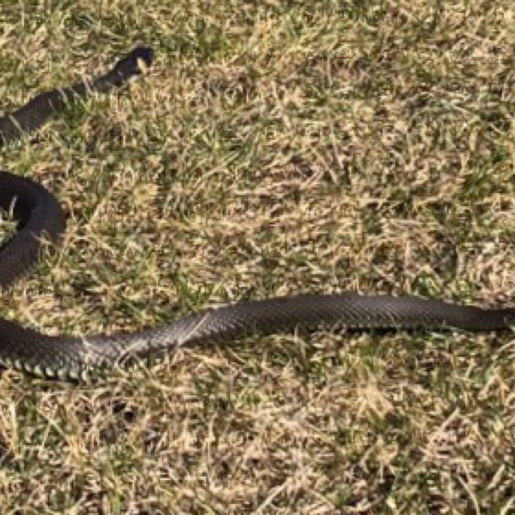 Ancient Beech Forest